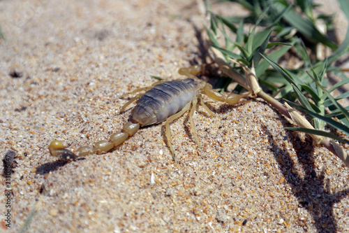 скорпион вышел на охоту Scorpio's on the prowl © Абдуразаков Гаджи