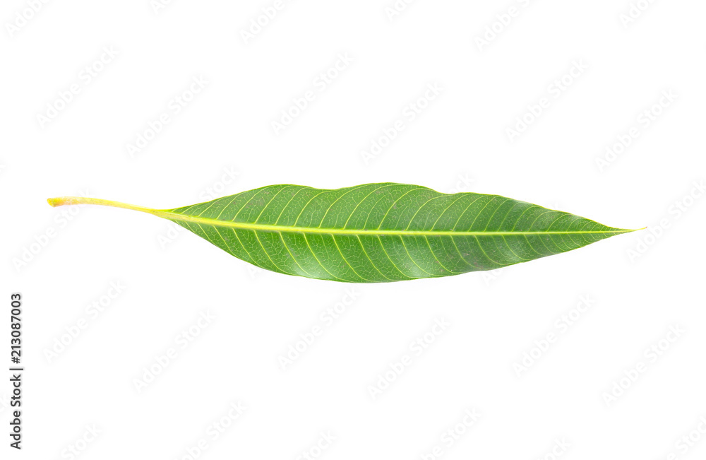Green leaf on white background, Mango leaf Green leaf on white background, Mango leaf