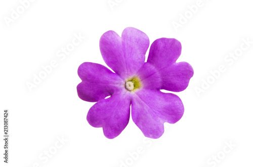 Verbena flowers isolated