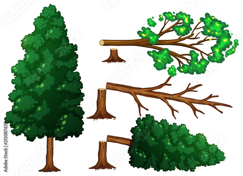 A Set of Tree Being Cut