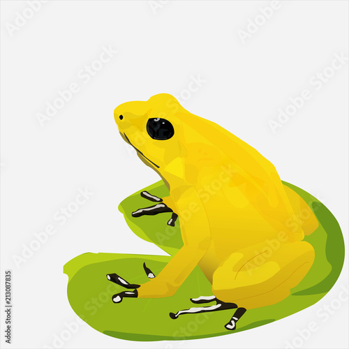 Golden Poison Frog