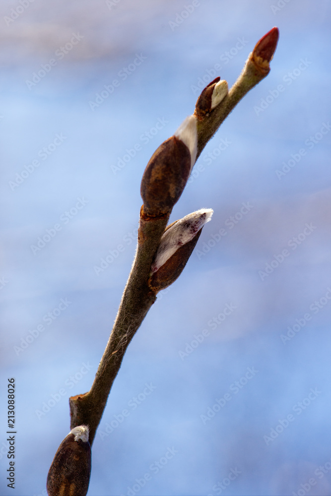 Willow tree buds in winter on blue Willow tree buds in winter on blue