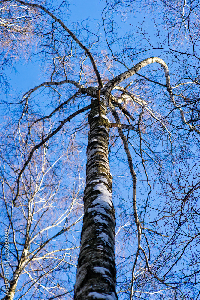 Fototapeta premium Birch tree top with curved branches