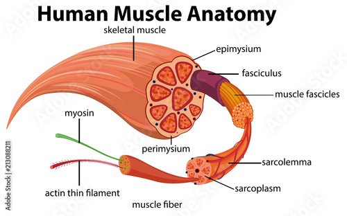 Human Muscle Anatomy Diagram