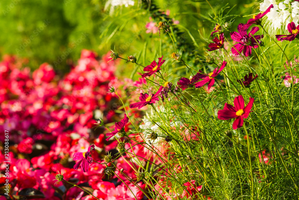 Red cosmea flowers