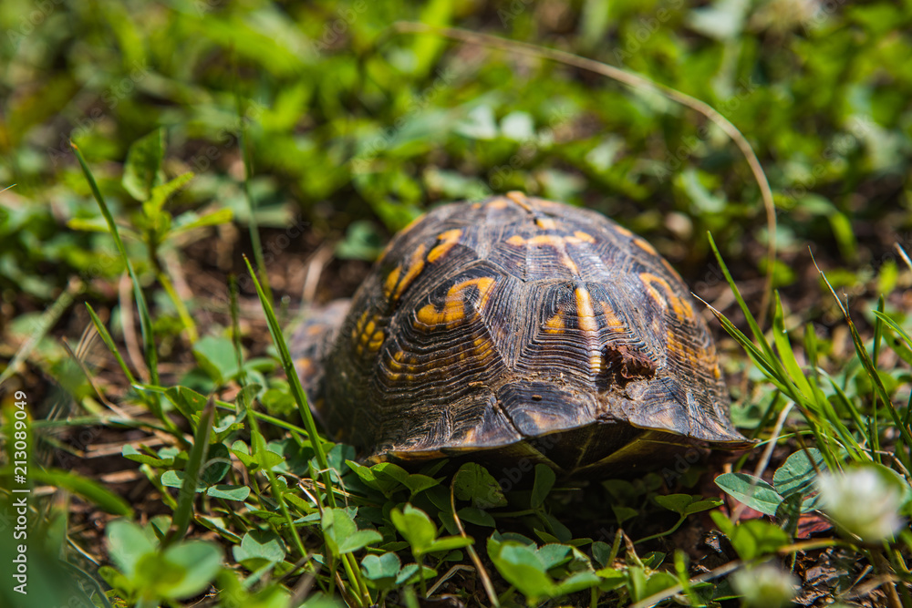 A turtle waking into woods in Tennessee A turtle waking into woods in Tennessee