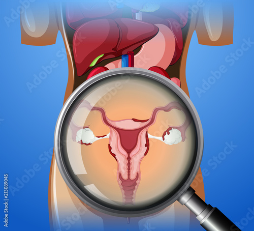 Female Reproductive System with magnifying glass