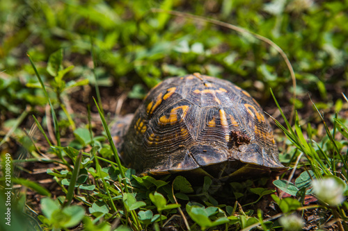 A turtle waking into woods in Tennessee
