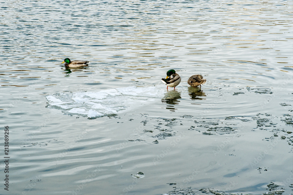 Group of three mallard ducks Group of three mallard ducks