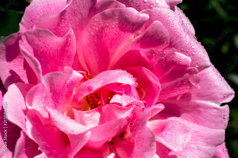 Pink rose. Selective focus. Pink rose. Selective focus.