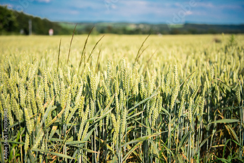 Roggenfeld auf dem Land in der Sonne