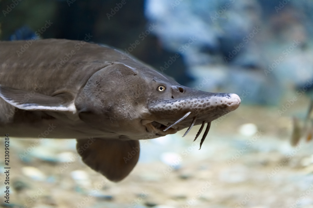 Fototapeta premium Sturgeon floating in blue water. Underwater photography. Concept: breeding of sturgeons in fish farms.