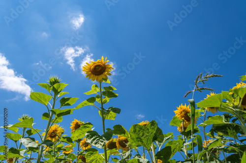 Blumenfeld Sonnenblumen vor blauem Himmel