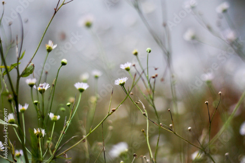 Flowers in Shallow Depth of Field © Kerrin