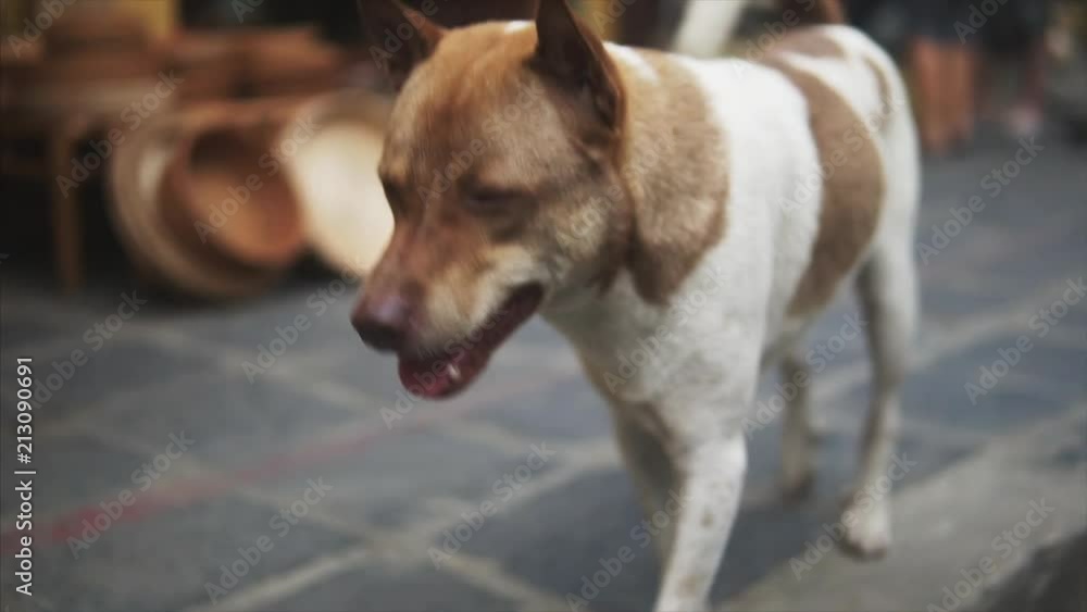 Cute Homeless Dog going to the camera side in the Street near asian market outside. Homeless pet with lovely eyes looking to the camera. Cute Homeless Dog going to the camera side in the Street near asian market outside. Homeless pet with lovely eyes looking to the camera.
