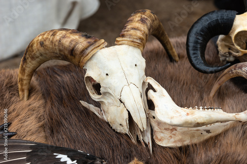 Goat skull with large horns