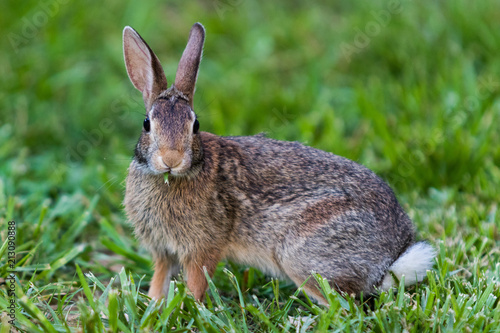A bunny in Knoxville Tennessee