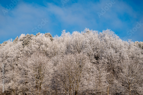 Winter trees