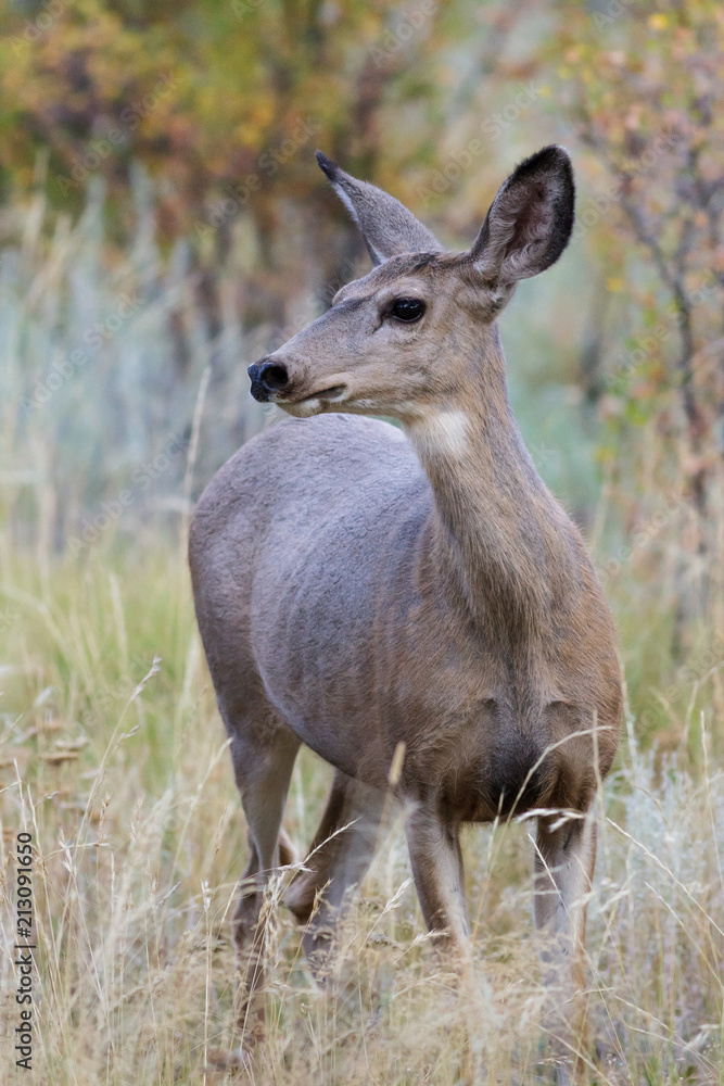 Wild Deer on the High Plains of Colorado. Mule deer doe in tall grass. Wild Deer on the High Plains of Colorado. Mule deer doe in tall grass.
