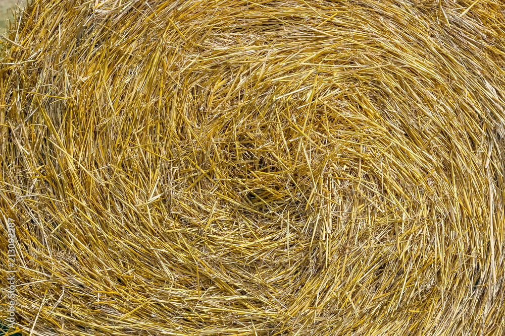 Hay round bale of dried cereal plants Hay round bale of dried cereal plants