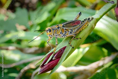 Eastern lubber grasshopper horizontal