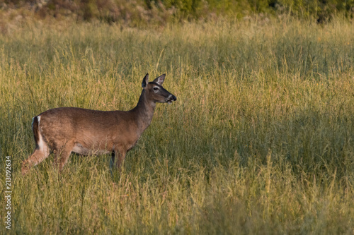 White-tailed deers in Great Smoky Mountains National Park