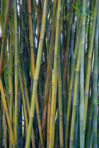 the many greens of bamboo