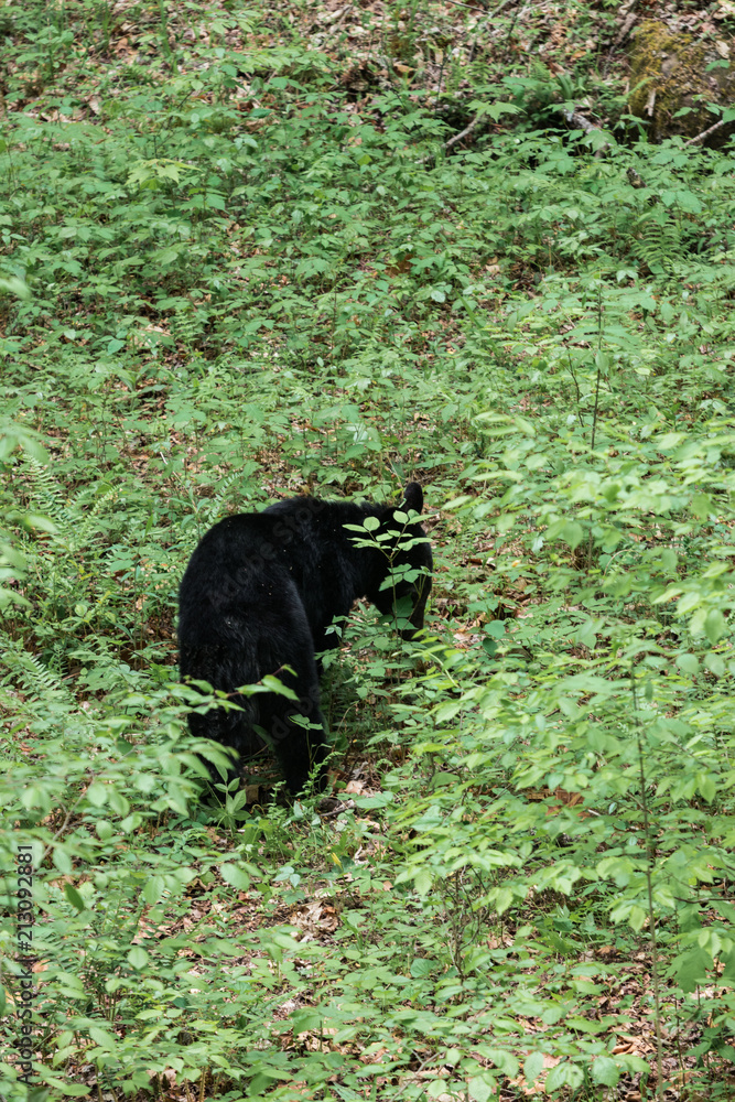 A black bear resting in Great Smoky Mountains National Park A black bear resting in Great Smoky Mountains National Park
