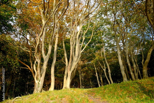 Wallpaper Mural Küstenwald Torontodigital.ca