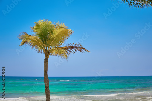 Coconut palm lonely grows on a tropical beach. Turquoise water of the Caribbean Sea. Riviera Maya Mexico.