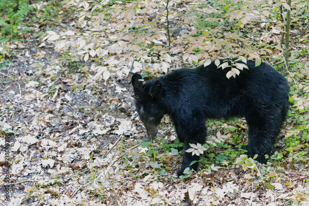A black bear resting in Great Smoky Mountains National Park A black bear resting in Great Smoky Mountains National Park