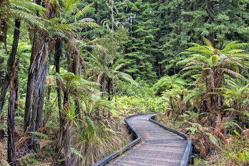 Redwoods in the Whakarewarewa Forest, New Zealand photo