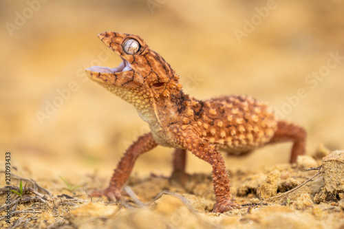 Beautiful gecko on sand and stone. Very cute animal. Isolated, hot day, sun, dry. Gorgeous eyes, very positive expression. Smiley face, nice colors, orange and brown. Amazing eyes, almost unreal.
