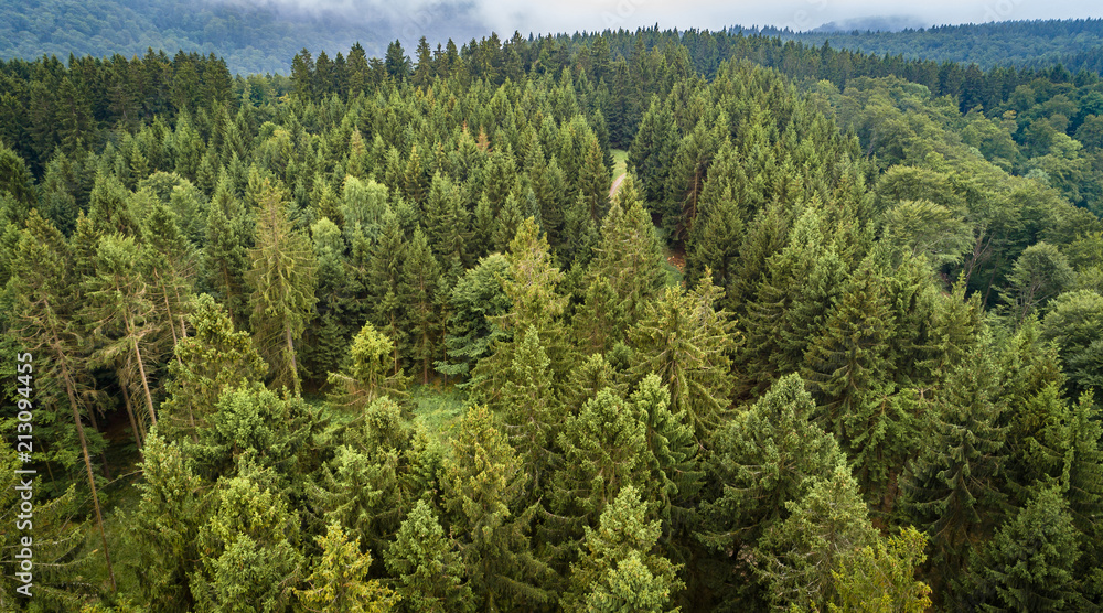 sangtekster tobak temperament Aerial top view forest, Texture of forest view from above. Stock-foto |  Adobe Stock