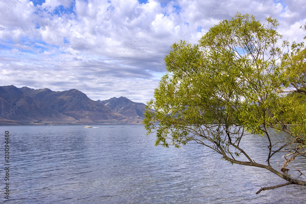 Willow tree at the Lake Wakatipu, near Glenorchy, NZ