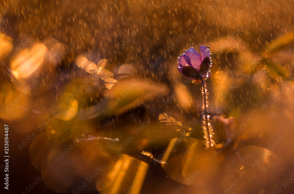 Fototapeta premium Tiny and fragile flower during spring sunrise. Covered with morning dew droplets. Very precious plant. Blossoming only limited time. Splash of spring rain. Sunset shot. Warm colors.
