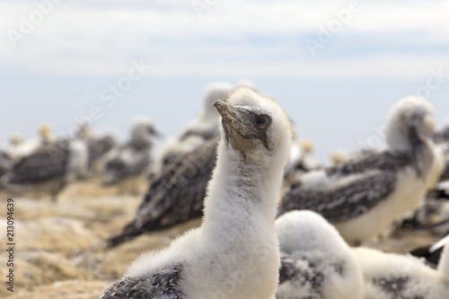 A colony of gannets, with their chicks. Watched in New Zealand