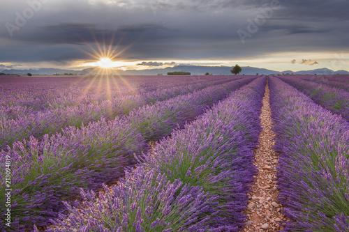 Romantic sunset in France. Provence and its typical lavender. Sun setting on horizon, rays peaking through the clouds. Amazing violet color, beautiful scent.