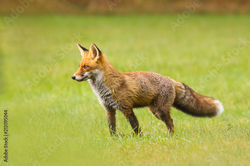 Young fox on a meadow. Hunting. Prey, predator. Beautiful mammal, nature all around. Precious.