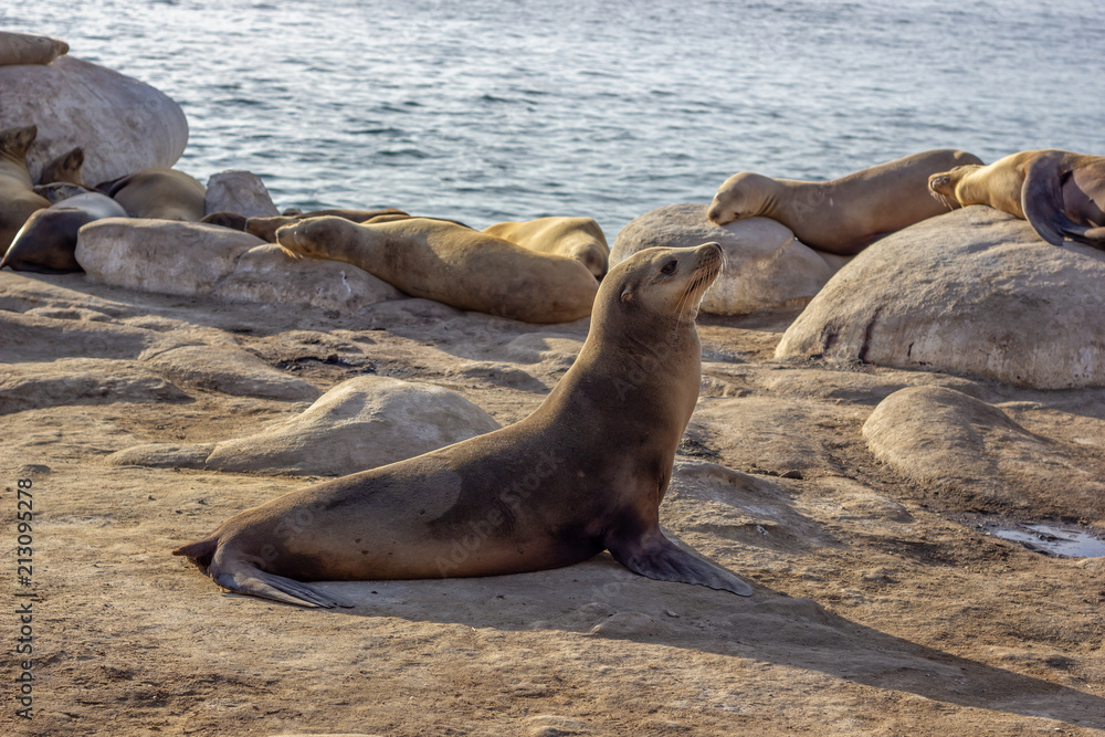 Fototapeta premium Seelions in San Diego