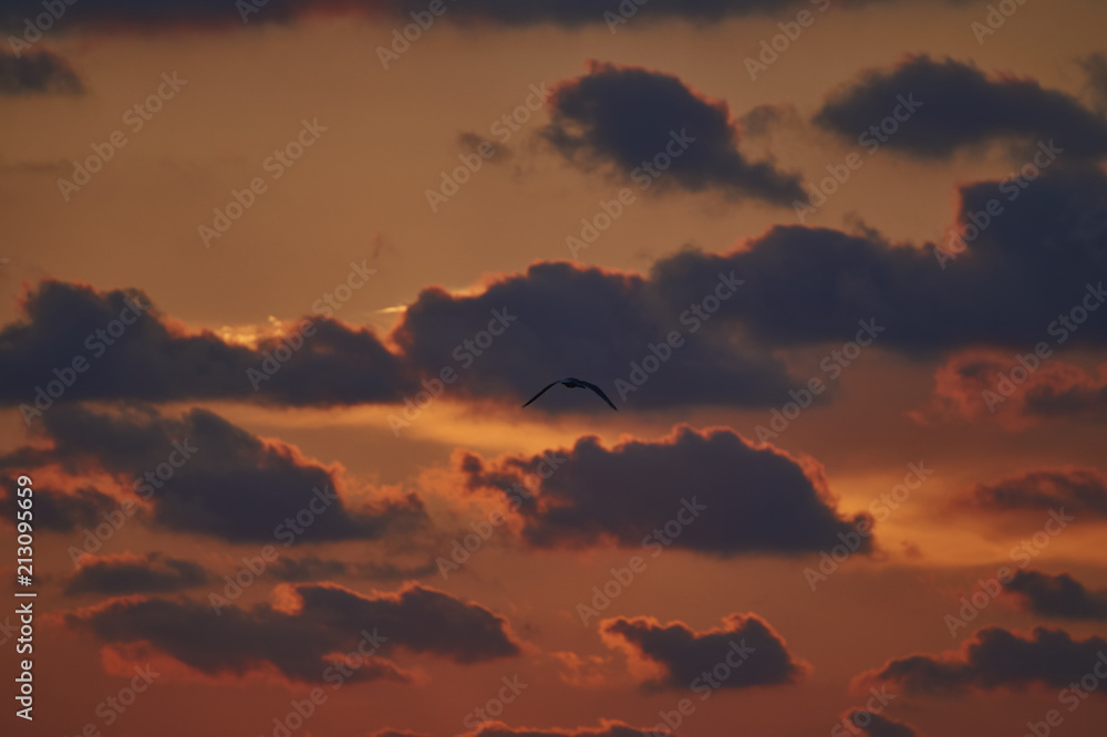 Möwe fliegt in den Sonnenuntergang