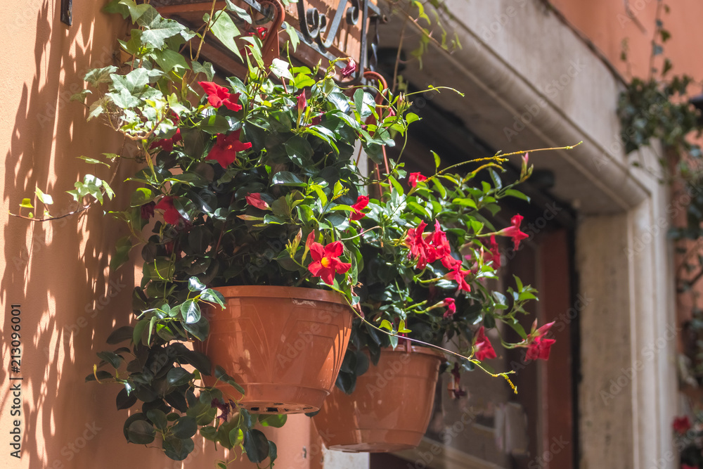 Pot with red flowering plants in a typical street of old city Pot with red flowering plants in a typical street of old city