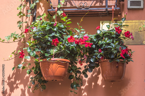 Pot with red flowering plants in a typical street of old city © k_samurkas
