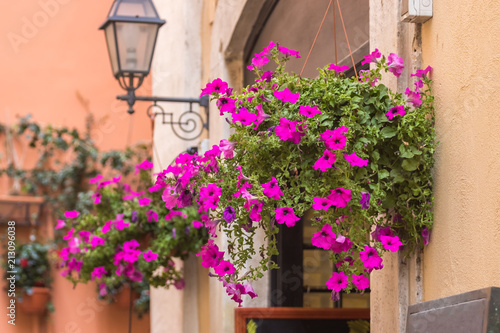 Pot with pink flowering plants in a typical street of old city © k_samurkas