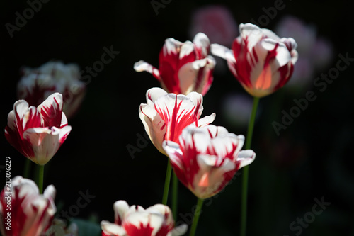 Spring Flowers