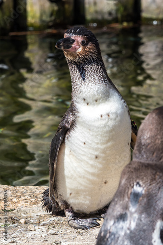 Humboldt-Pinguin - Spheniscus humboldti