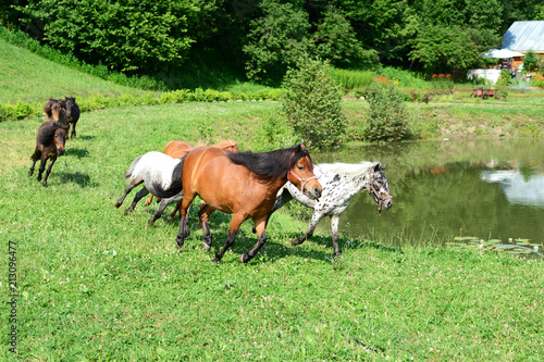 Herd of running mini horses Falabella on meadow © fieryphoenix