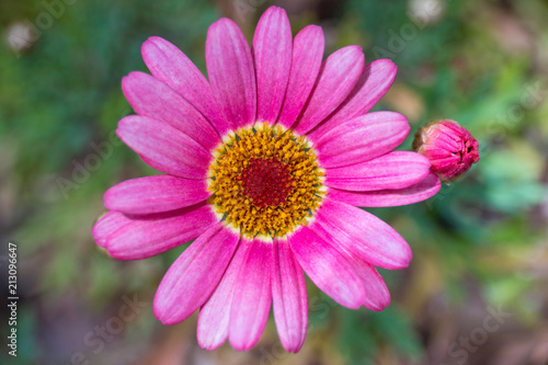 gerbera flower   top view   blur background