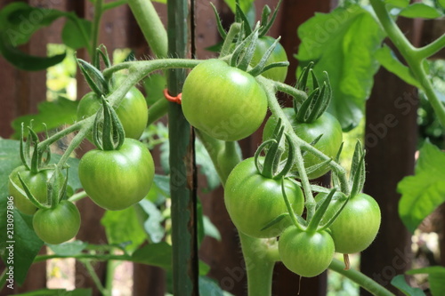 Grüne Tomaten