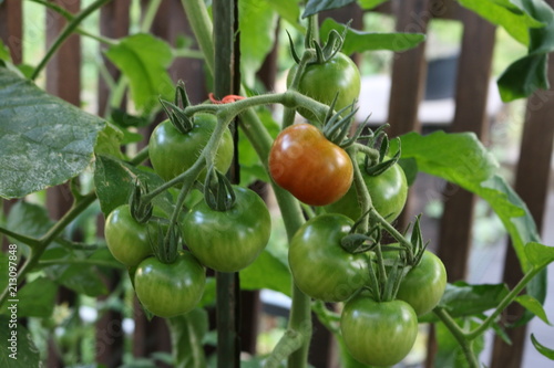 Grüne Tomaten
